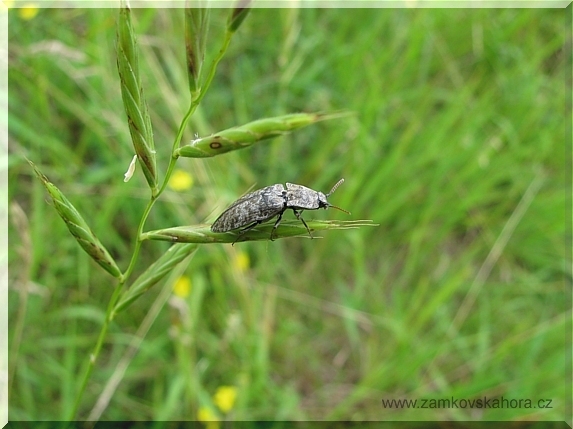 Kovařík šedý (Agrypnus murinus)
