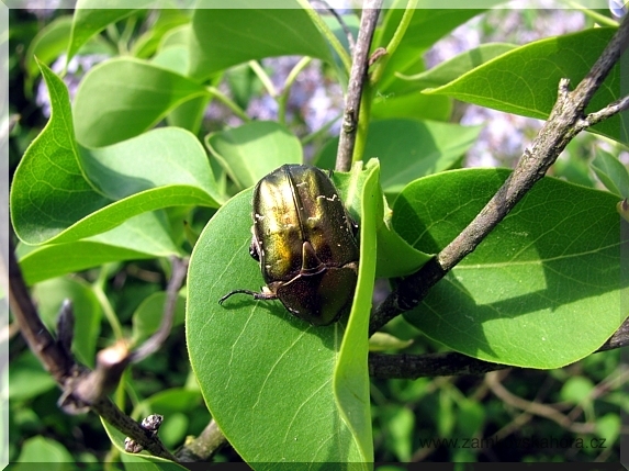 Zlatohlávek hladký (Potosia cuprea)