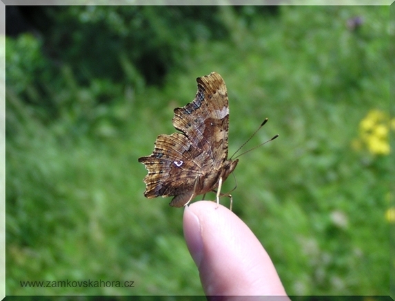 Babočka bílé C (Polygonia c-album), 12.8.2007