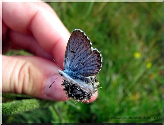 Modrásek černočárný (Pseudophilotes baton), nejvzácnější motýl Zámkovské hory