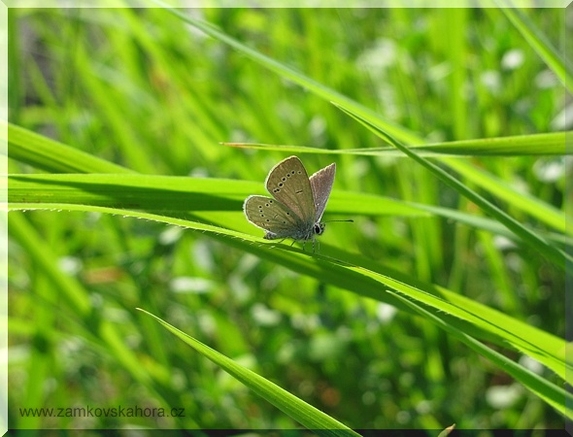 Modrásek nejmenší (Cupido minimus), 25.6.2009