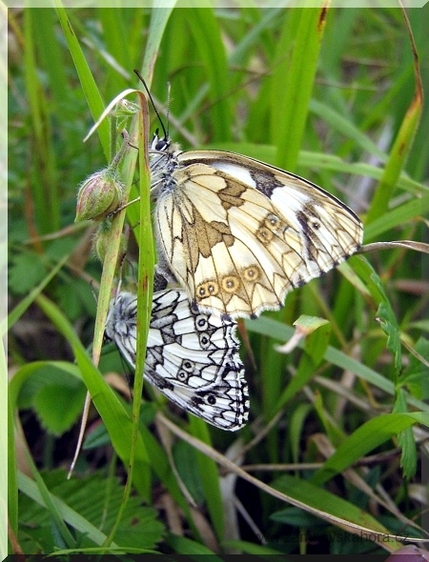 Samec (dole) a samice okáče bojínkového (Melanargia galathea) při páření, 29.6.2008