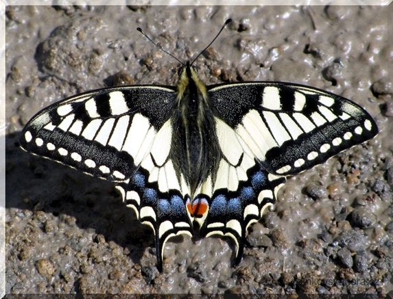 Otakárek fenyklový (Papilio machaon), 19.4.2009