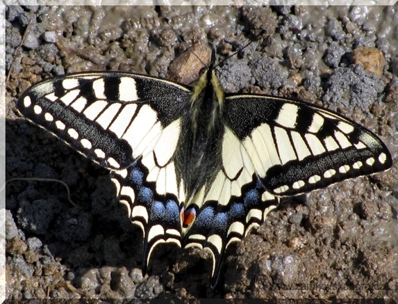 Otakárek fenyklový (Papilio machaon), 19.4.2009