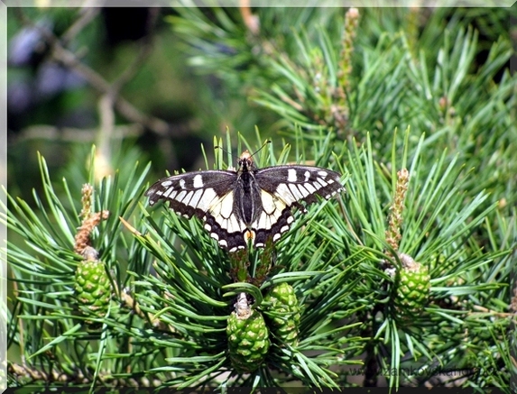 Otakárek fenyklový (Papilio machaon), 17.5.2009