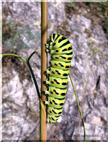 Dospělá housenka otakárka fenyklového (Papilio machaon) na živné rostlině, kterou je na Zámkovské hoře sesel