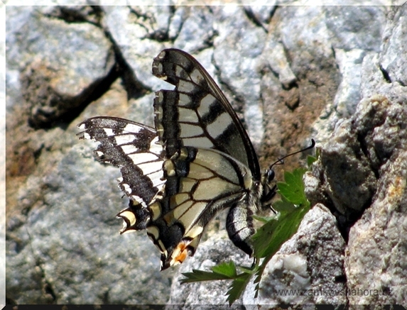 Kladoucí samice otakárka fenyklového (Papilio machaon), 17.5.2009