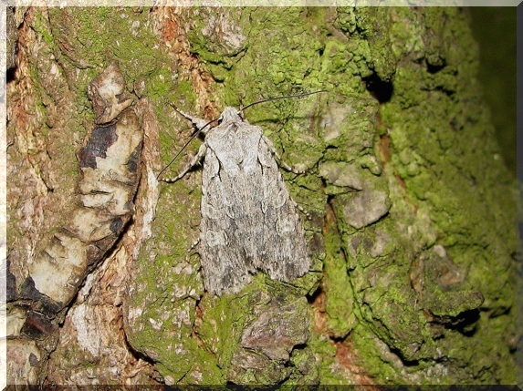 Dřevobarvec lesní (Lithophane ornitopus), 17.4.2011