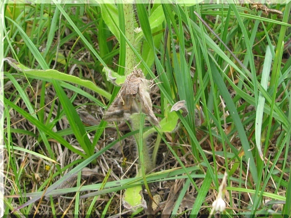 Kovolesklec gama (Autographa gamma)