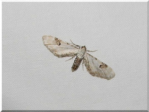 Píďalička srpková (Eupithecia centaureata)