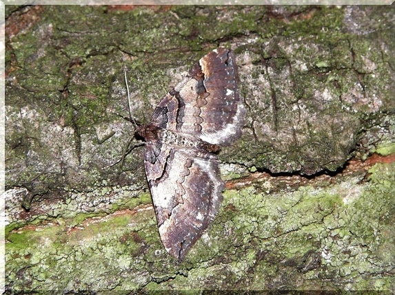 Píďalka šípková (Eearophila badiata)