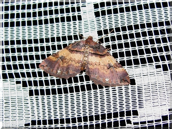 Píďalka šípková (Eearophila badiata), 17.4.2011