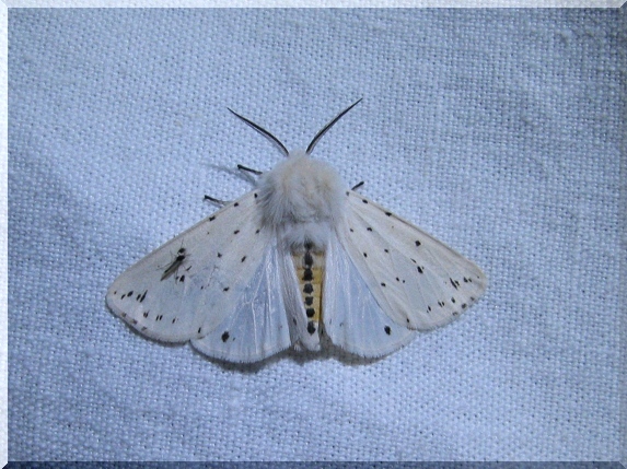 Přástevník mátový (Spilosoma lubricipeda)