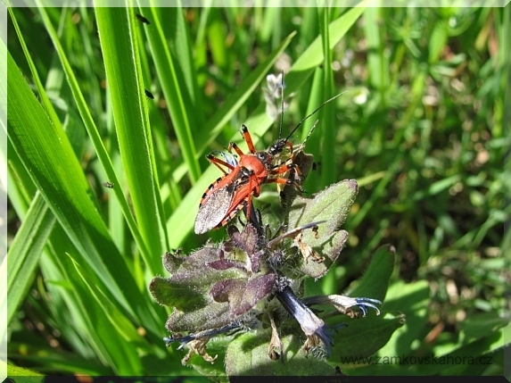 Zákeřnice červená (Rhynocoris iracundus)