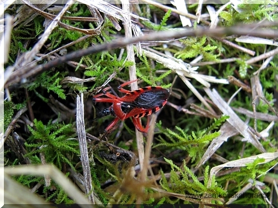 Zákeřnice červená (Rhynocoris iracundus)