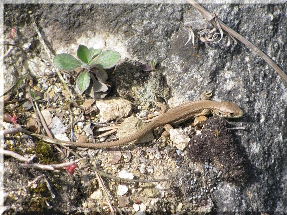 Mladá ještěrka obecná (Lacerta agilis)
