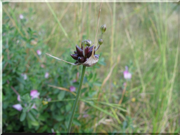 Česnek planý (Allium oleraceum)