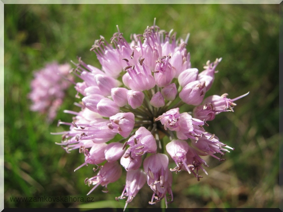 Česnek šerý (chlumní) horský (Allium senescens, L. subsp. montanum)
