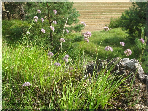 Česnek šerý (chlumní) horský (Allium senescens, L. subsp. montanum) na skále