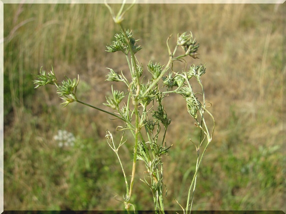 Chmerek roční (Scleranthus annuus)