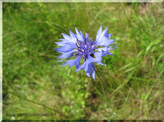 Chrpa modrá (Centaurea cyanus), 25.6.2009