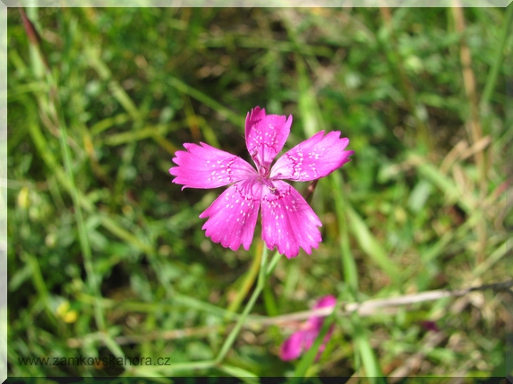 Hvozdík kropenatý (Dianthus deltoides)