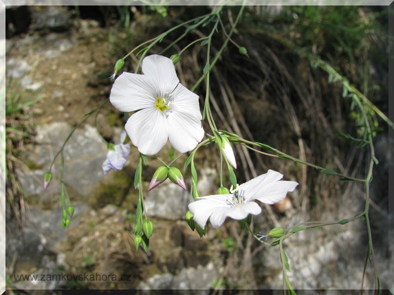 Bílé květy lnu rakouského