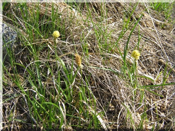 Ostřice jarní (Carex caryophyllea), 12.4.2009