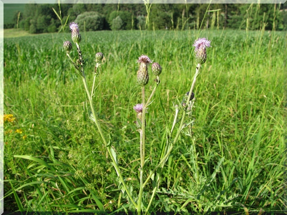Pcháč rolní - oset (Cirsium arvense)