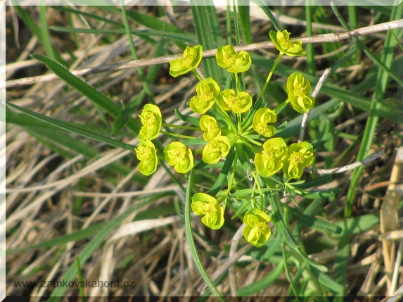 Pryšec chvojka (Euphorbia cyparissias)