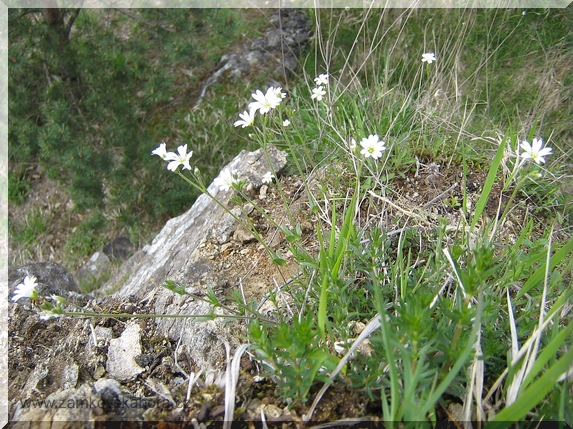 Rožec rolní (Cerastium arvense) na skále