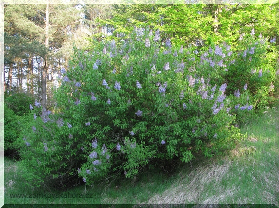 Šeřík obecný (Syringa vulgaris) na severní straně Zámkovské hory