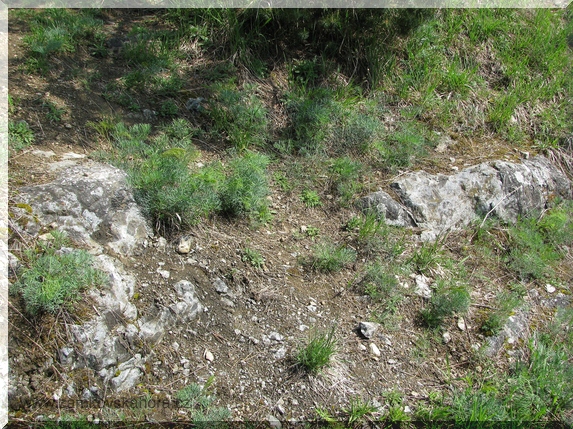 Na Zámkovské hoře velmi rozšířený sesel sivý (Seseli osseum)