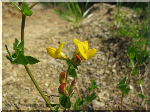 Štírovník růžkatý (Lotus corniculatus)