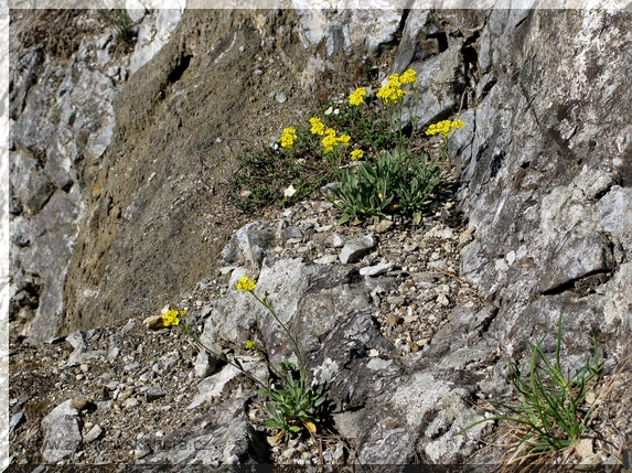 Tařice skalní (Aurinia saxatilis), 21.4.2009