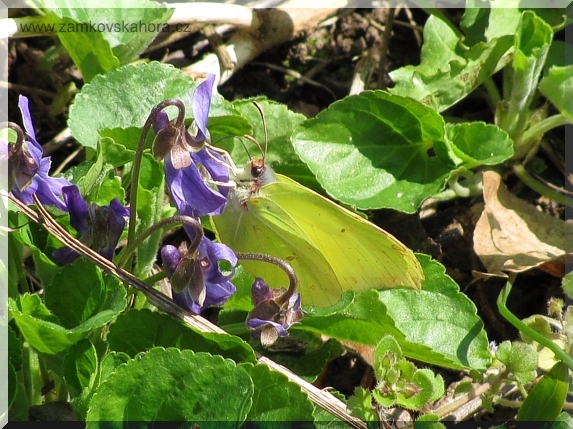 Violka vonná (Viola odorata) se sajícím žluťáskem řešetlákovým