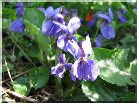 Violka vonná (Viola odorata), detail květu