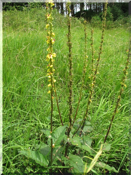Divizna černá (Verbascum nigrum)