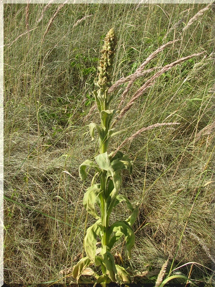 Divizna velokvětá (Verbascum densiflorum)