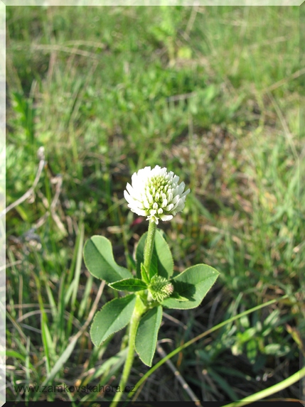 Jetel horský (Trifolium montanum), 3.5.2009