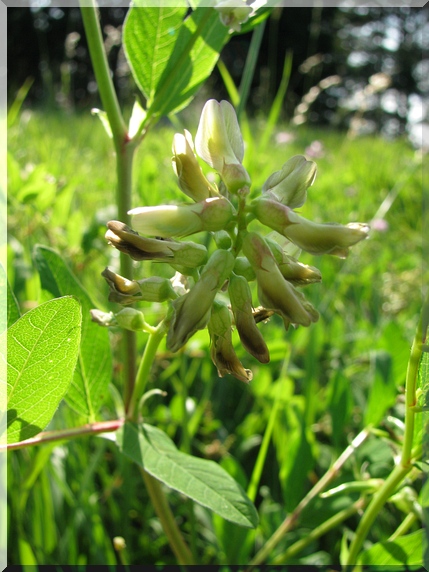 Kozinec sladkolistý (Astragalus glycyphyllos)