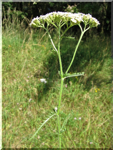 Řebříček obecný (Achillea millefolium)