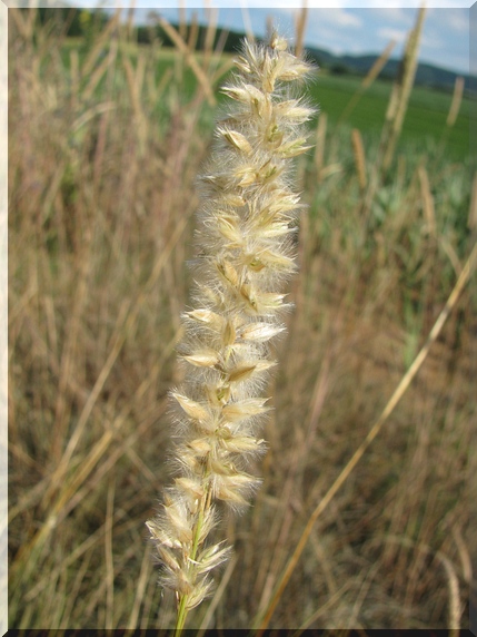 Strdivka sedmihradská (Melica transsilvanica)