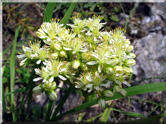 Blíže neurčený rozchodník (Sedum sp.), květy